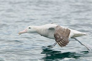 Gibson's albatross