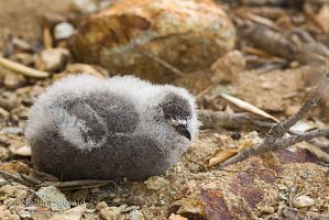Common diving petrel chick