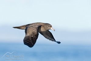 Flesh-footed shearwater