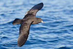 Flesh-footed shearwater