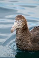 Northern giant petrel