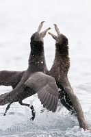 Northern giant petrels