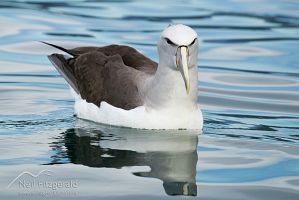 Salvin's albatross