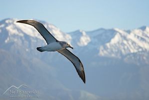 Salvin's Albatross in flight