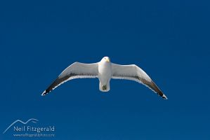 Southern black-backed gull