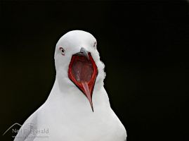 Black-billed gull