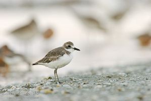 Greater sand plover
