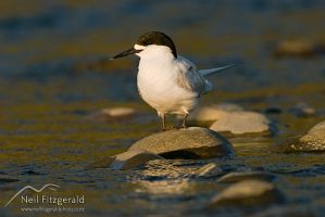 White-fronted tern