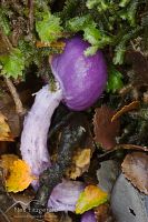 Violet Pouch Fungus
