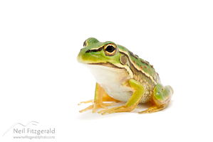 Golden bell frog