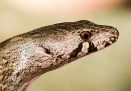 Chevron skink
