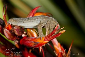 Raukawa gecko feeding on flax