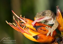 Raukawa gecko