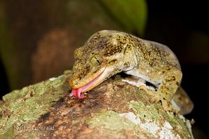 Duvaucel's gecko
