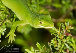 Elegant gecko