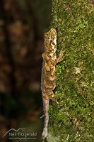 Forest gecko