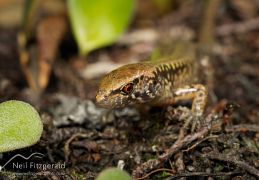 Hauraki skink
