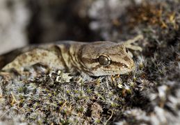 Minimac gecko