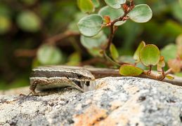 Moko skink
