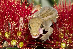 Mokohinau gecko