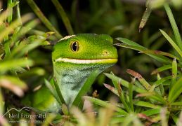 Aupouri gecko