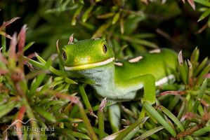 Aupouri (green) gecko