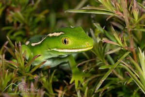Aupouri (green) gecko