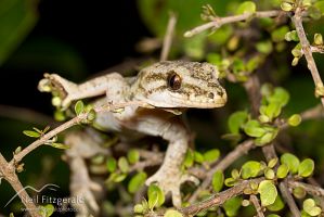 Pacific gecko