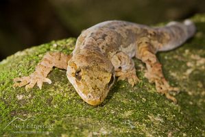 Pacific gecko