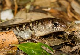 Robust skink
