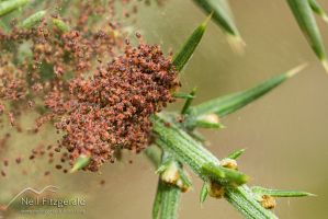 Gorse spider mite