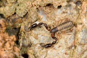 False scorpion