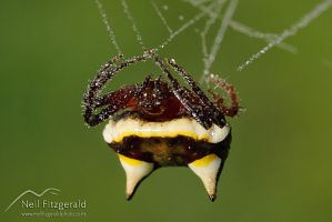 Two-spined spider