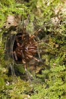 Tunnelweb spider 