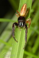 Black–headed jumping spider