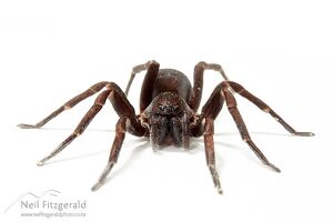Vagrant spider