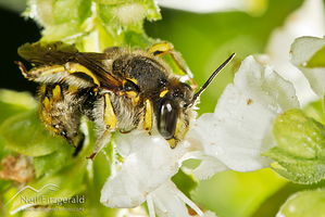 European wool carder bee