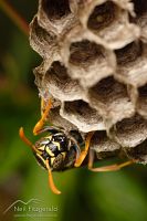 Chinese paper wasp