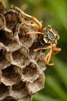 Chinese paper wasp