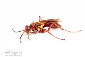 Golden hunting wasp
