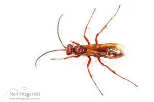 Golden hunting wasp