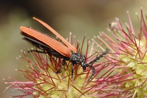 Red-winged lycid beetle