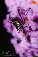 Four-spined weevil