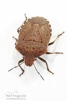 Brown shield bug