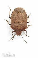 Brown shield bug
