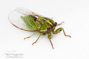 Variable cicada