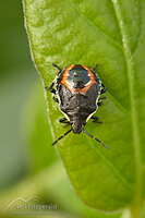 Schellenberg's soldier bug