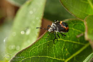 Schellenberg's soldier bug