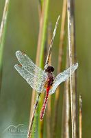 Red percher dragonfly