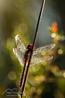 Red percher dragonfly
